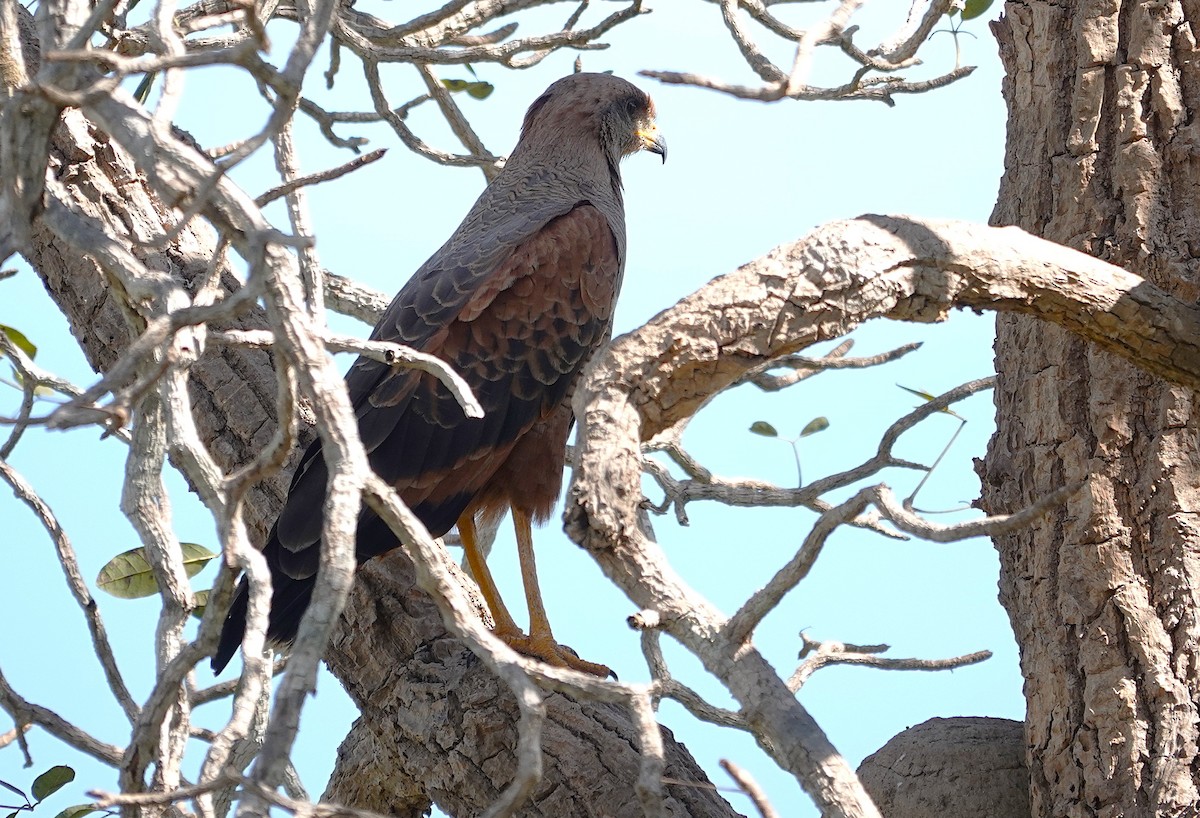 Savanna Hawk - ML638298621
