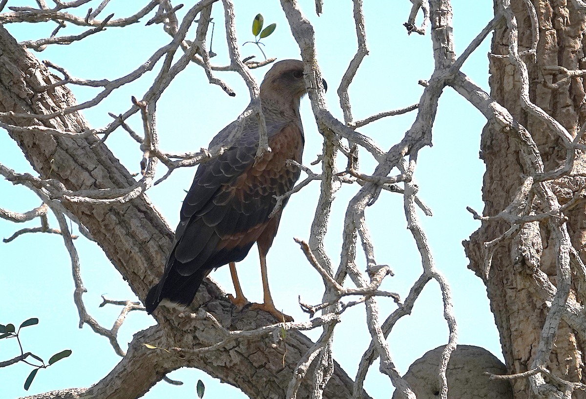 Savanna Hawk - ML638298622