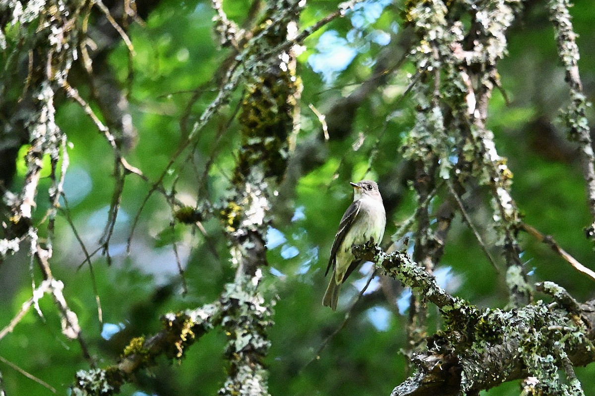 Western Wood-Pewee - ML638298625