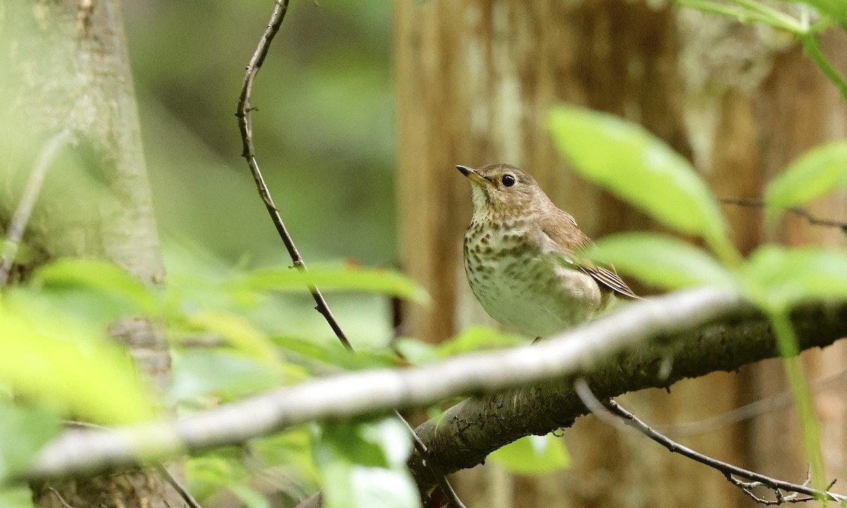 Swainson's Thrush - ML638298630