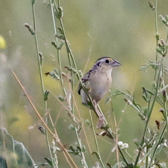 Grasshopper Sparrow - ML638298631