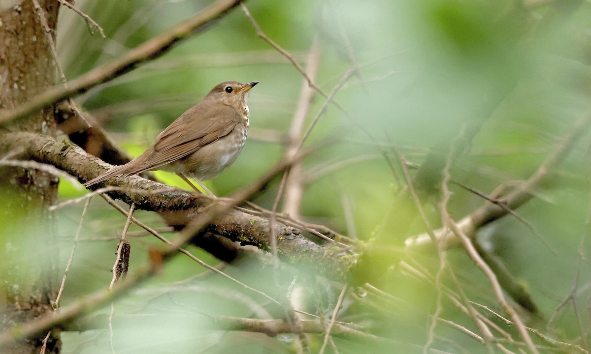 Swainson's Thrush - ML638298632