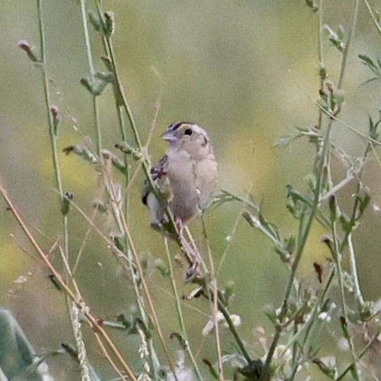 Grasshopper Sparrow - ML638298638