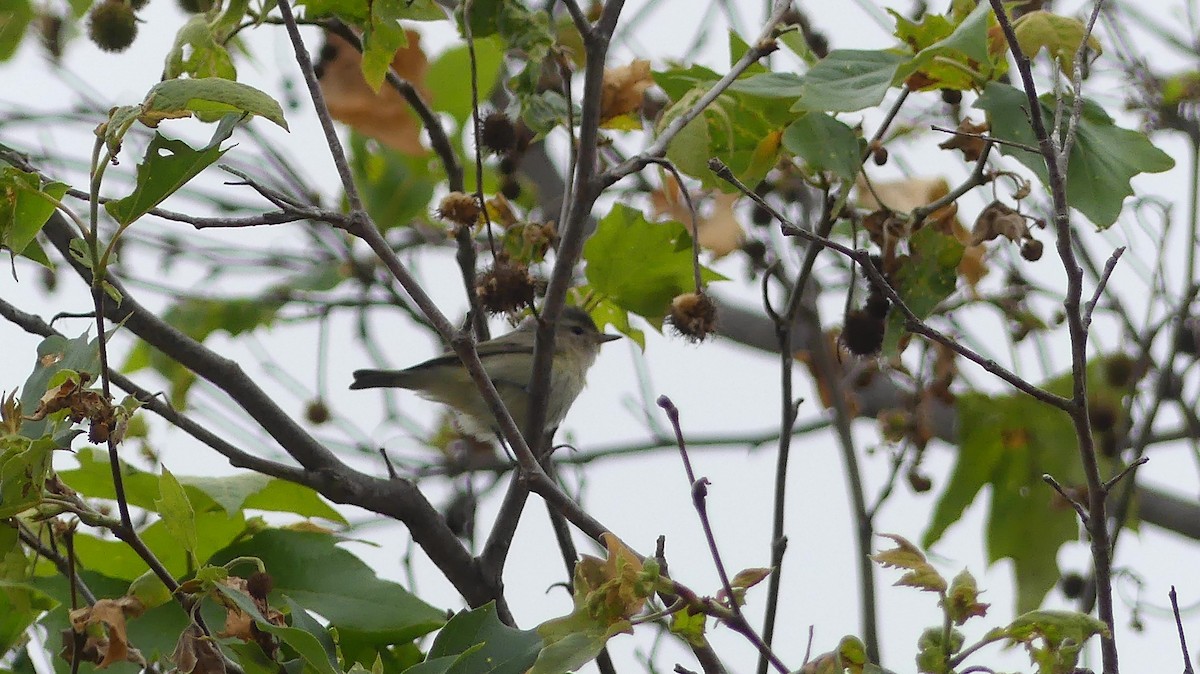 Warbling Vireo (Western) - ML638298639