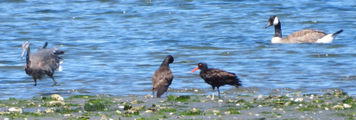 Black Oystercatcher - ML638298641