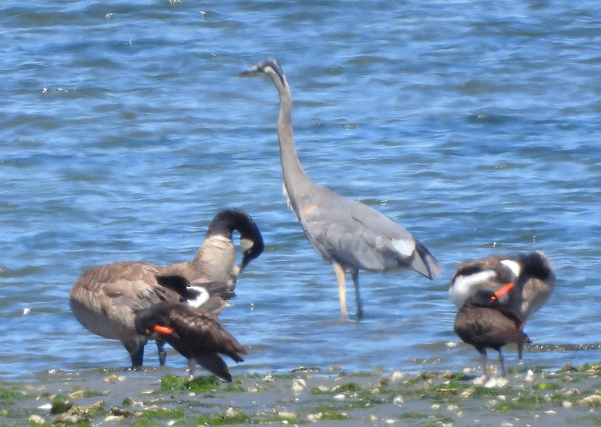 Black Oystercatcher - ML638298643
