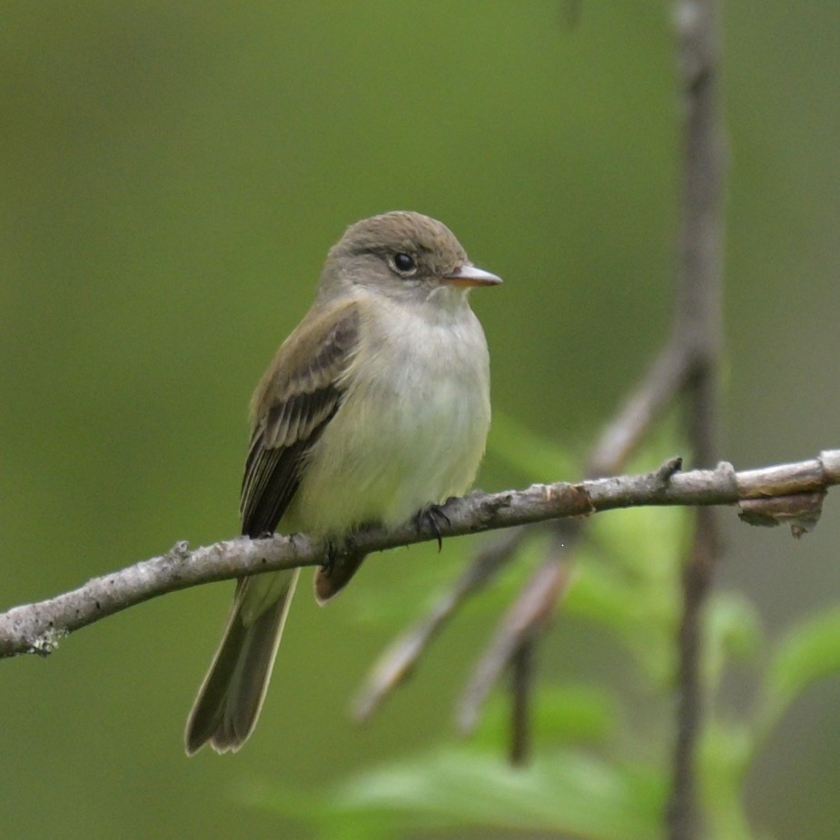 Willow Flycatcher - ML638298647