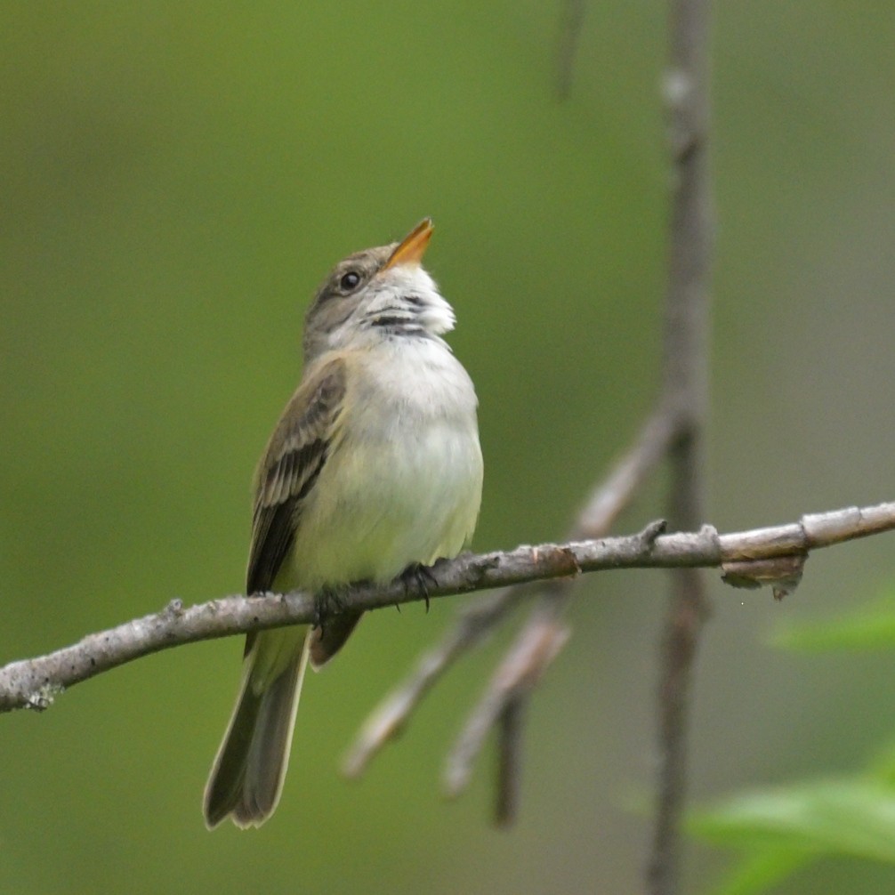 Willow Flycatcher - ML638298648