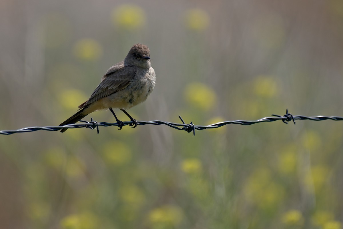 Say's Phoebe - ML638298657