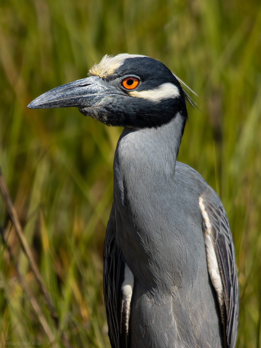 Yellow-crowned Night Heron - ML638298663