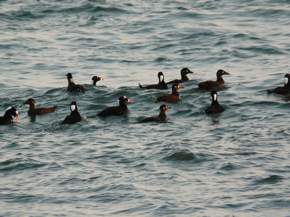 Surf Scoter - ML638298666