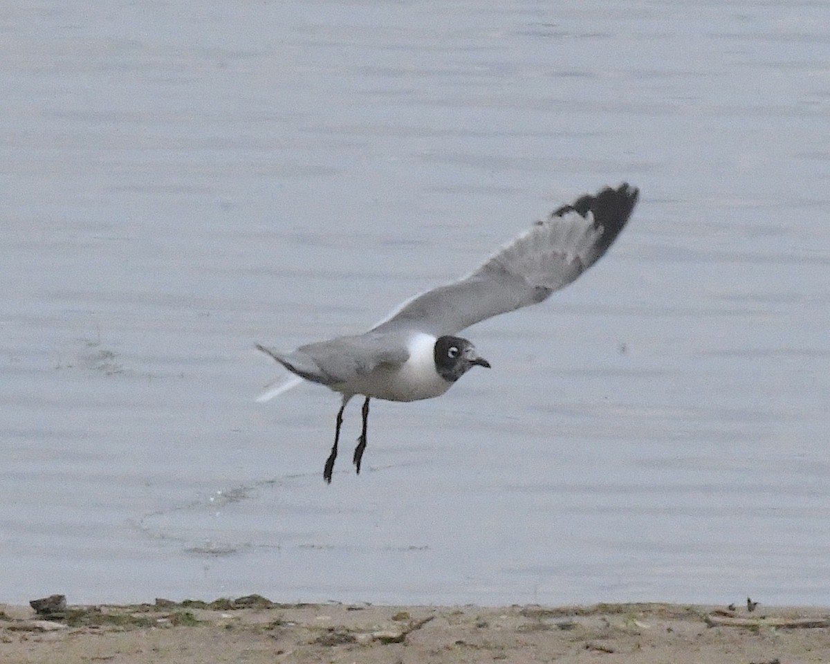 Franklin's Gull - ML638298671
