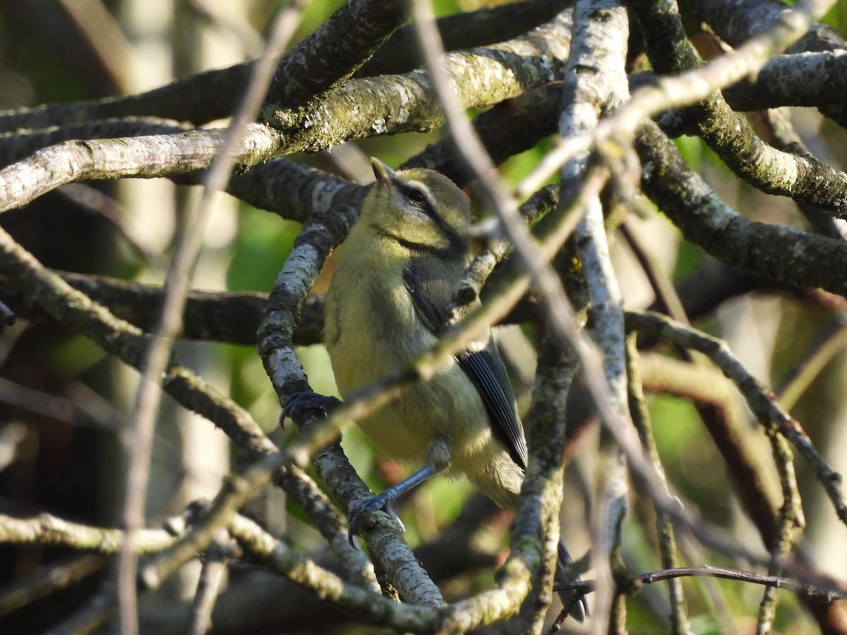 Eurasian Blue Tit - ML638298672