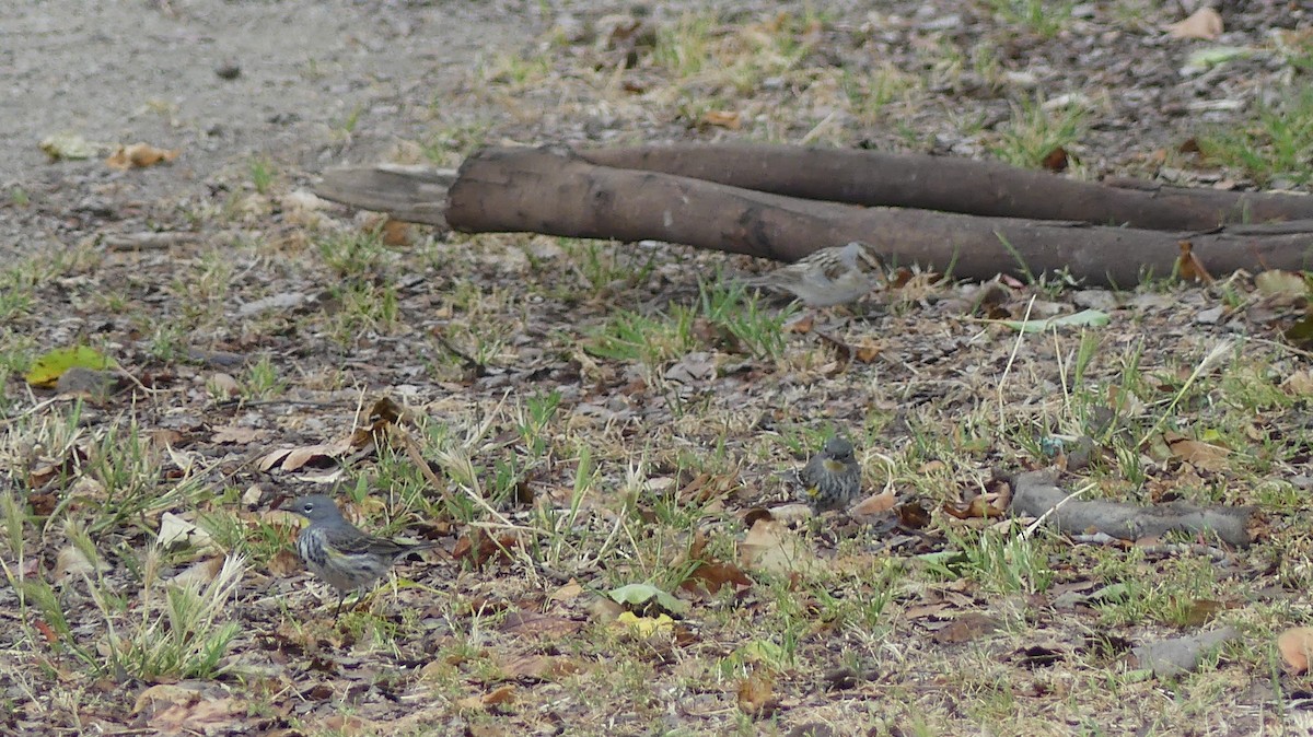 Yellow-rumped Warbler (Audubon's) - ML638298676