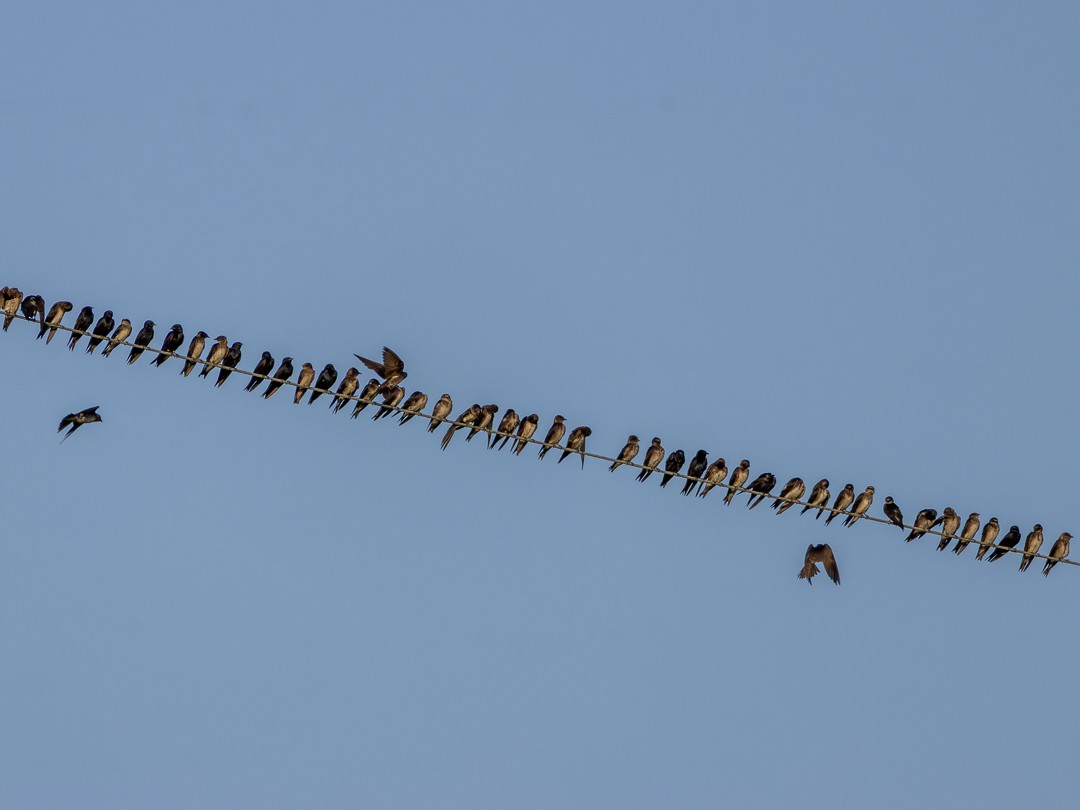 Purple Martin - ML638298678