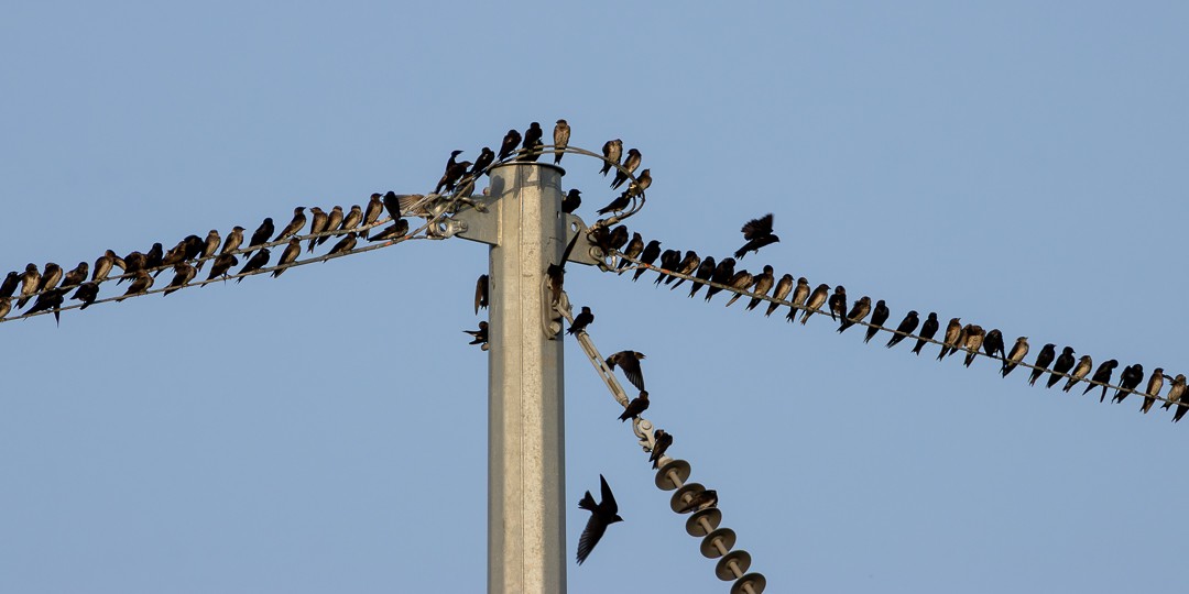 Purple Martin - ML638298679