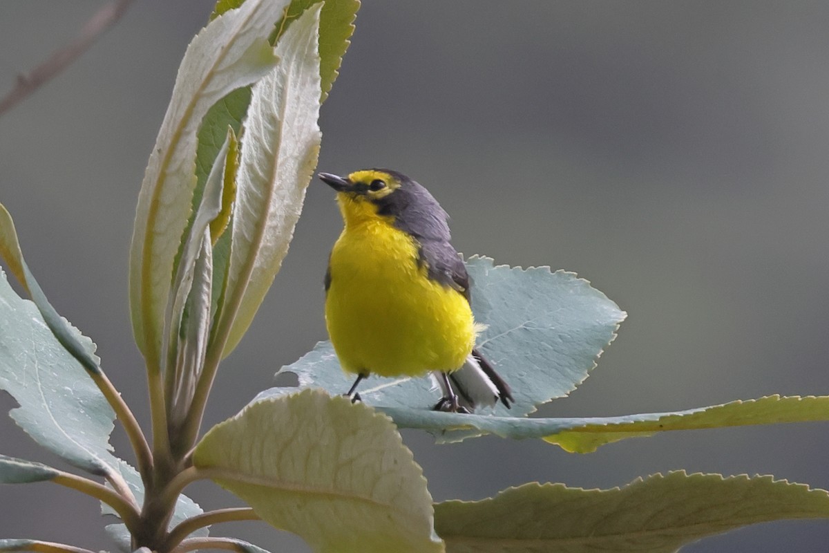 Spectacled Redstart - ML638298681