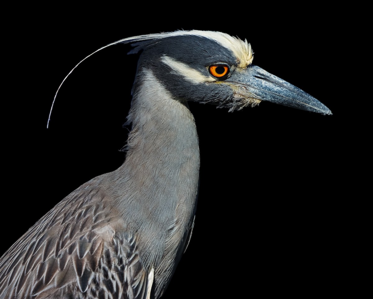 Yellow-crowned Night Heron - ML638298682