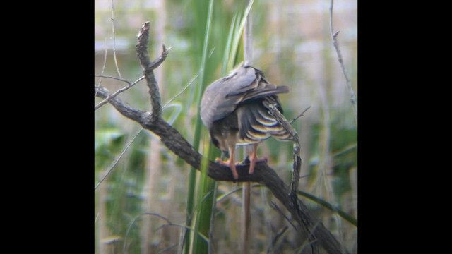 Snail Kite - ML638298683