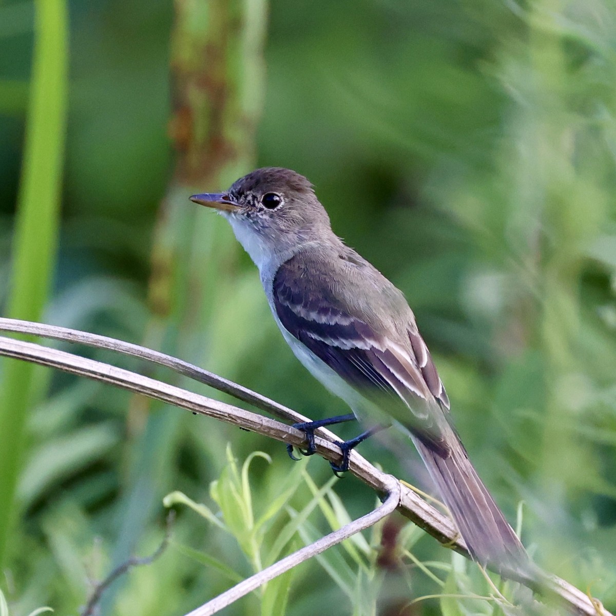 Willow Flycatcher - ML638298685