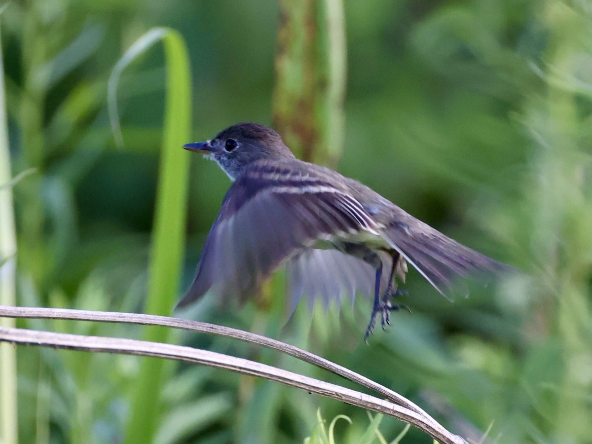 Willow Flycatcher - ML638298690