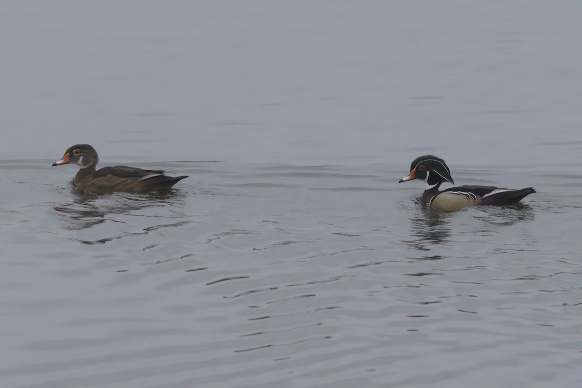 Wood Duck - ML638298695