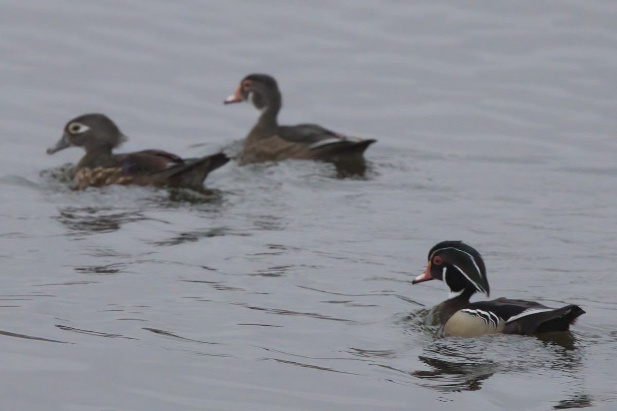 Wood Duck - ML638298696