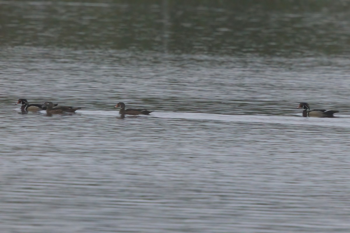Wood Duck - ML638298697