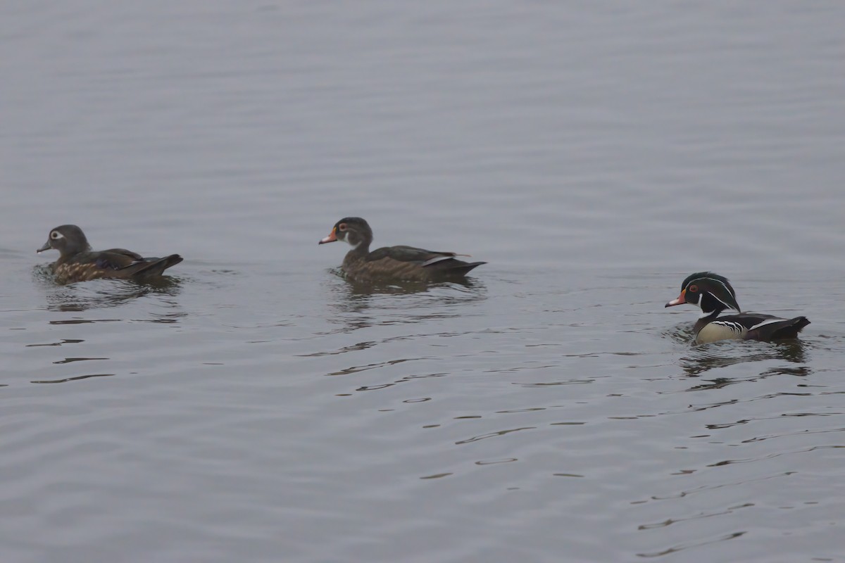 Wood Duck - ML638298698