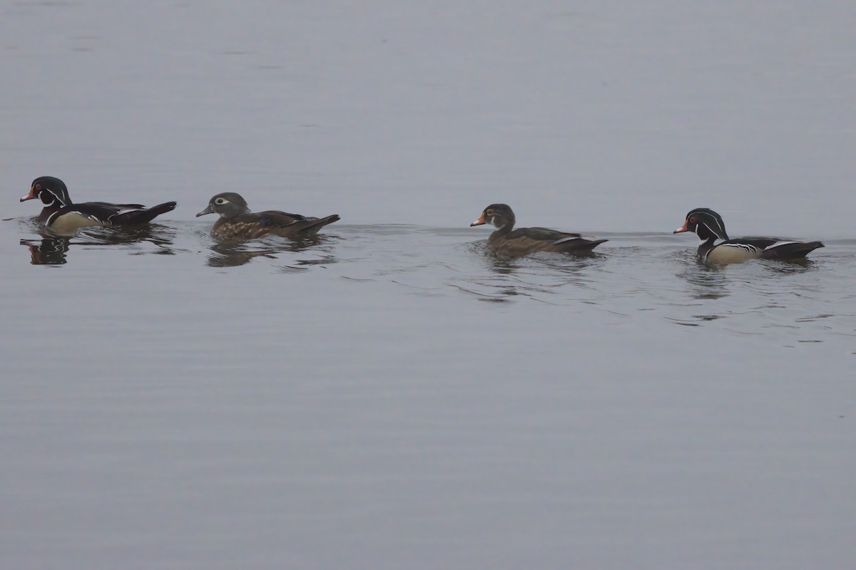 Wood Duck - ML638298699