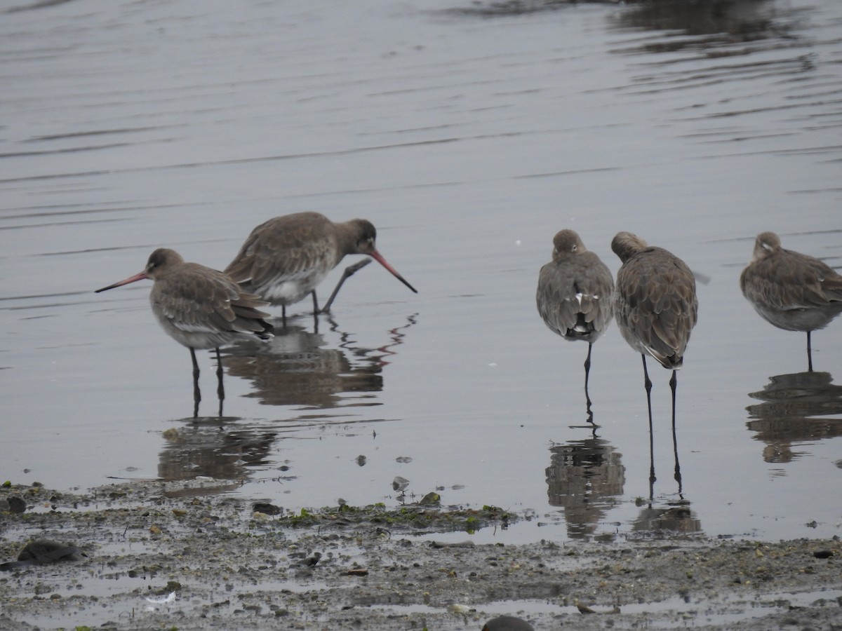 Black-tailed Godwit - ML638298701