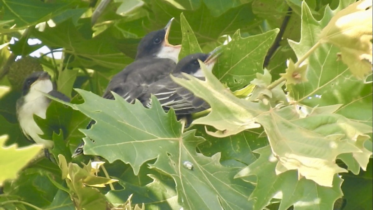 Eastern Kingbird - ML638298714