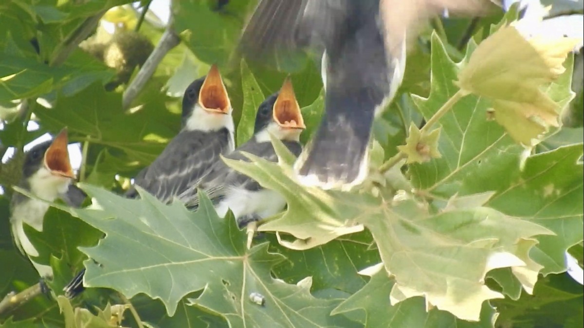 Eastern Kingbird - ML638298715
