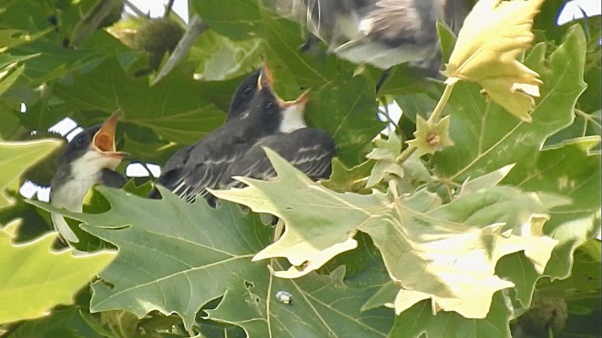 Eastern Kingbird - ML638298717