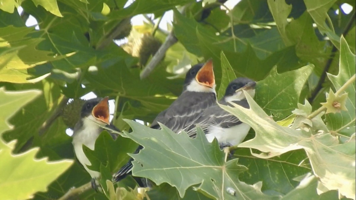 Eastern Kingbird - ML638298718