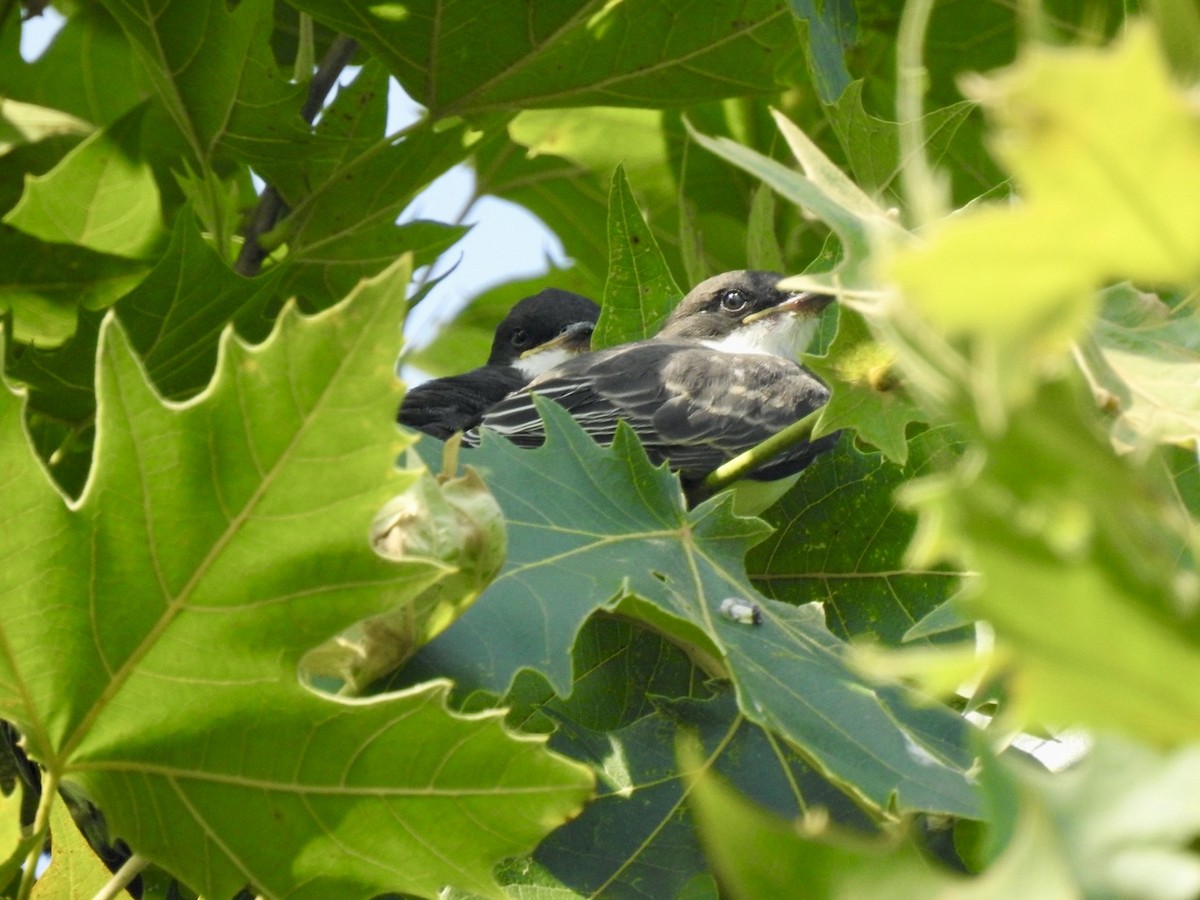 Eastern Kingbird - ML638298720