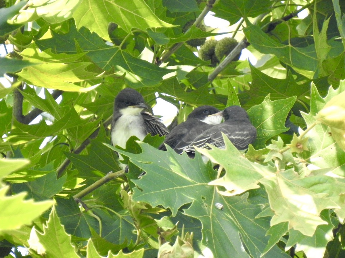 Eastern Kingbird - ML638298723