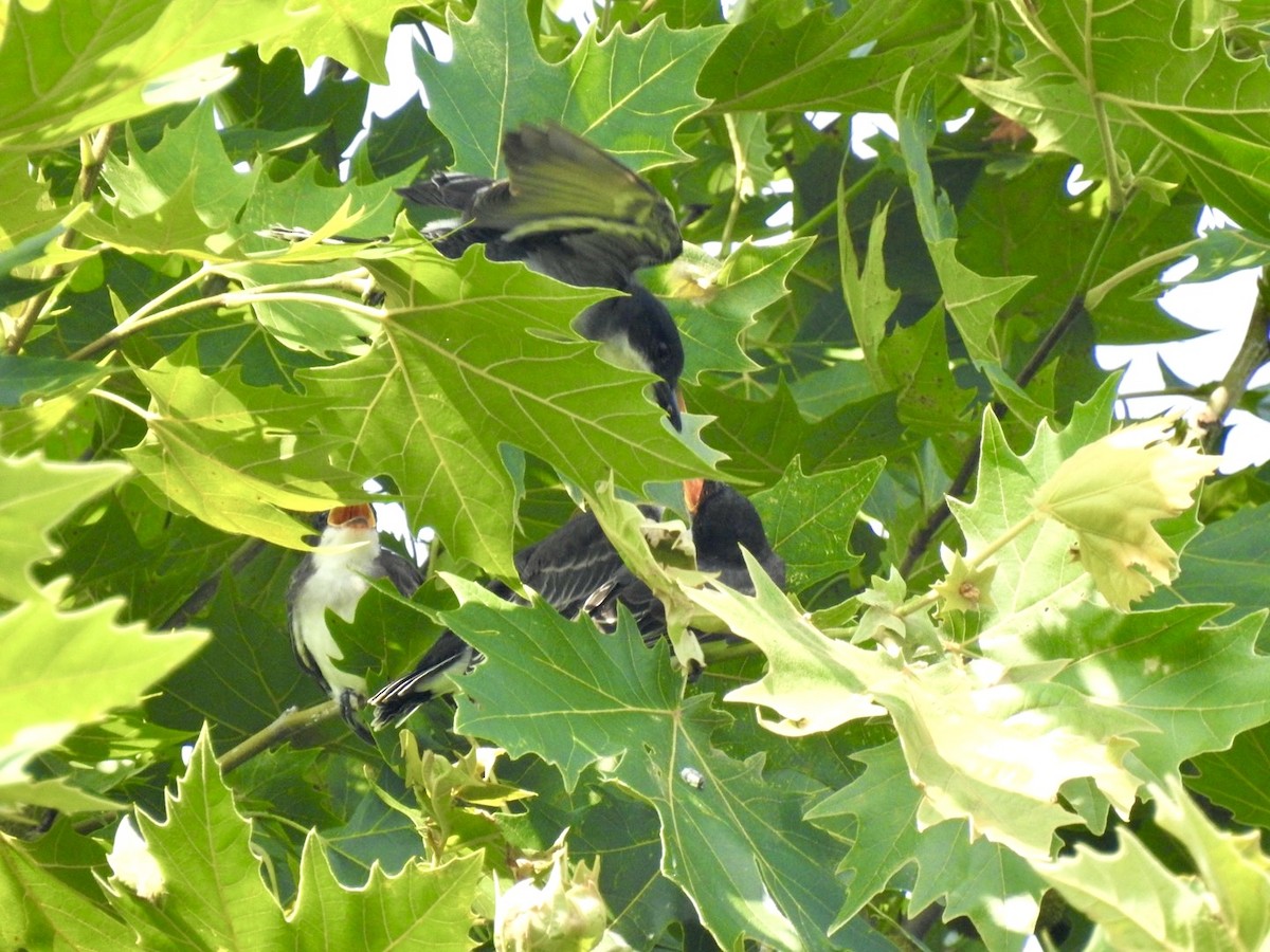 Eastern Kingbird - ML638298724
