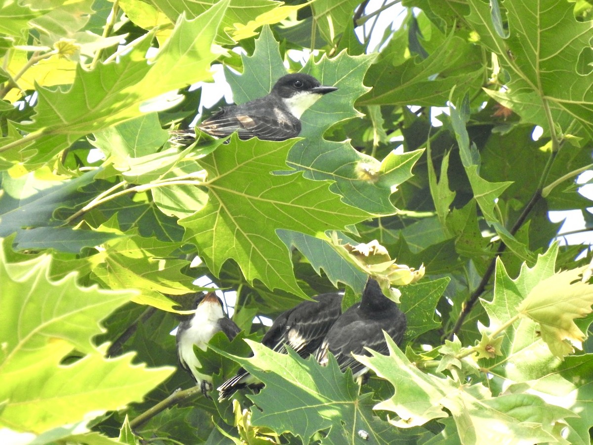 Eastern Kingbird - ML638298725