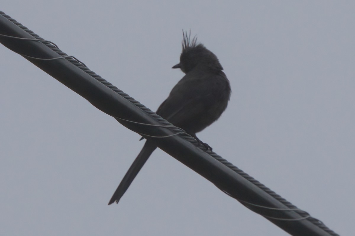 Phainopepla - ML638298727