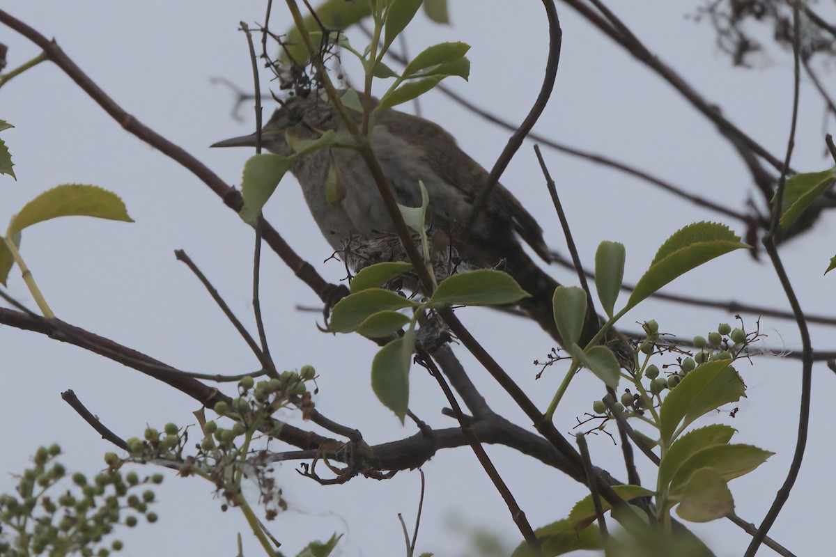 Northern House Wren - ML638298732