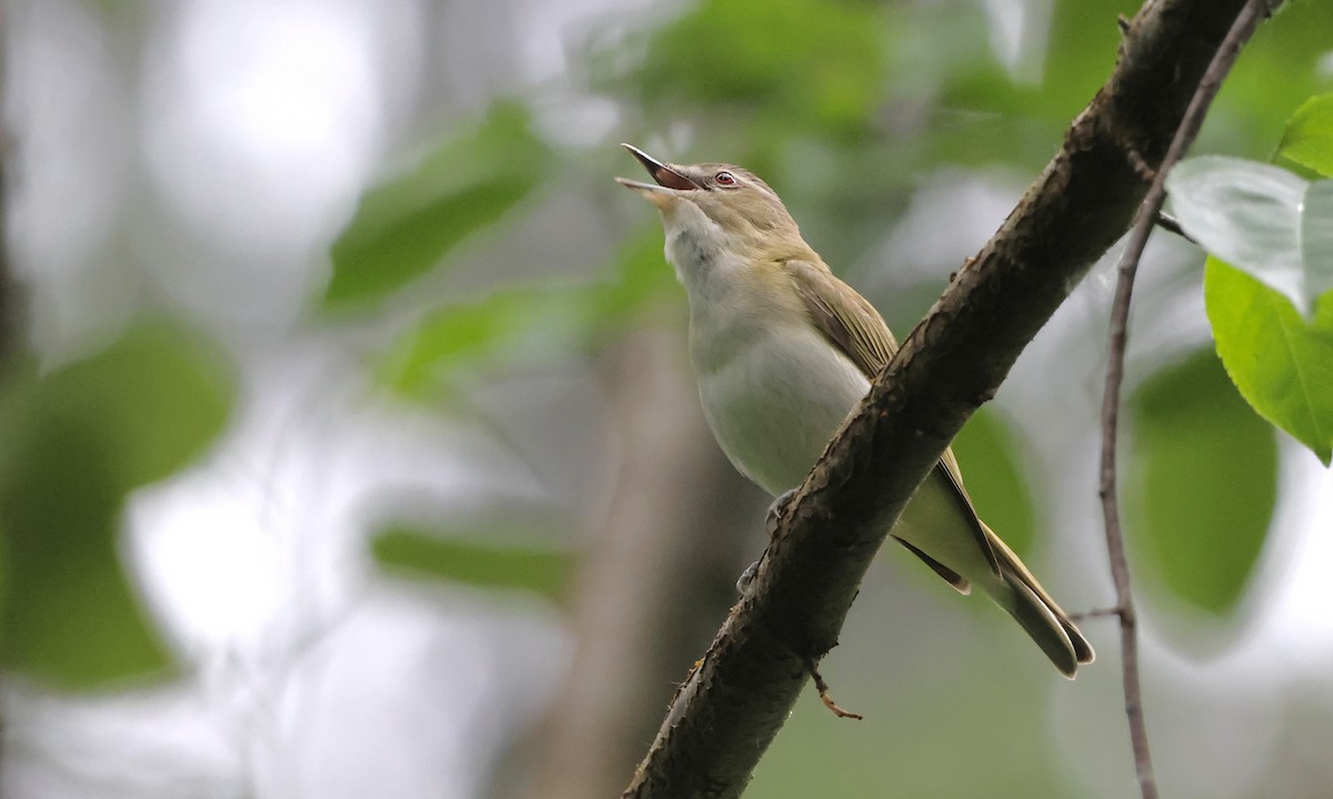 Red-eyed Vireo - ML638298733