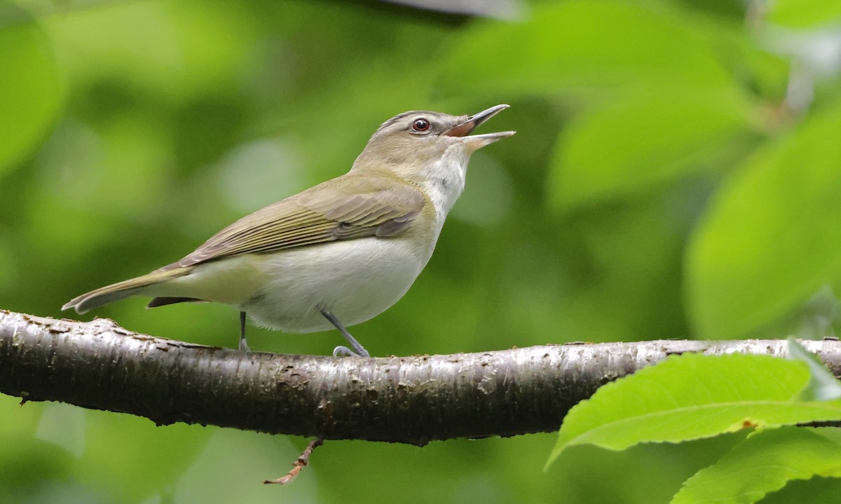 Red-eyed Vireo - ML638298734