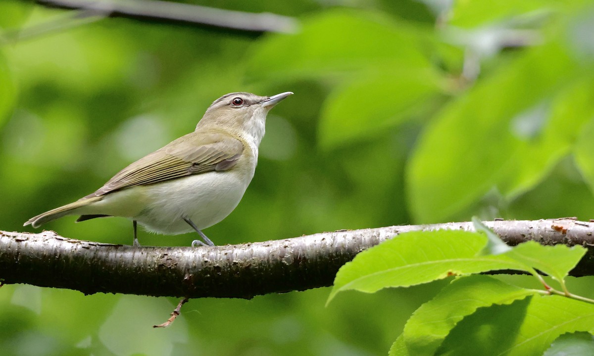 Red-eyed Vireo - ML638298735