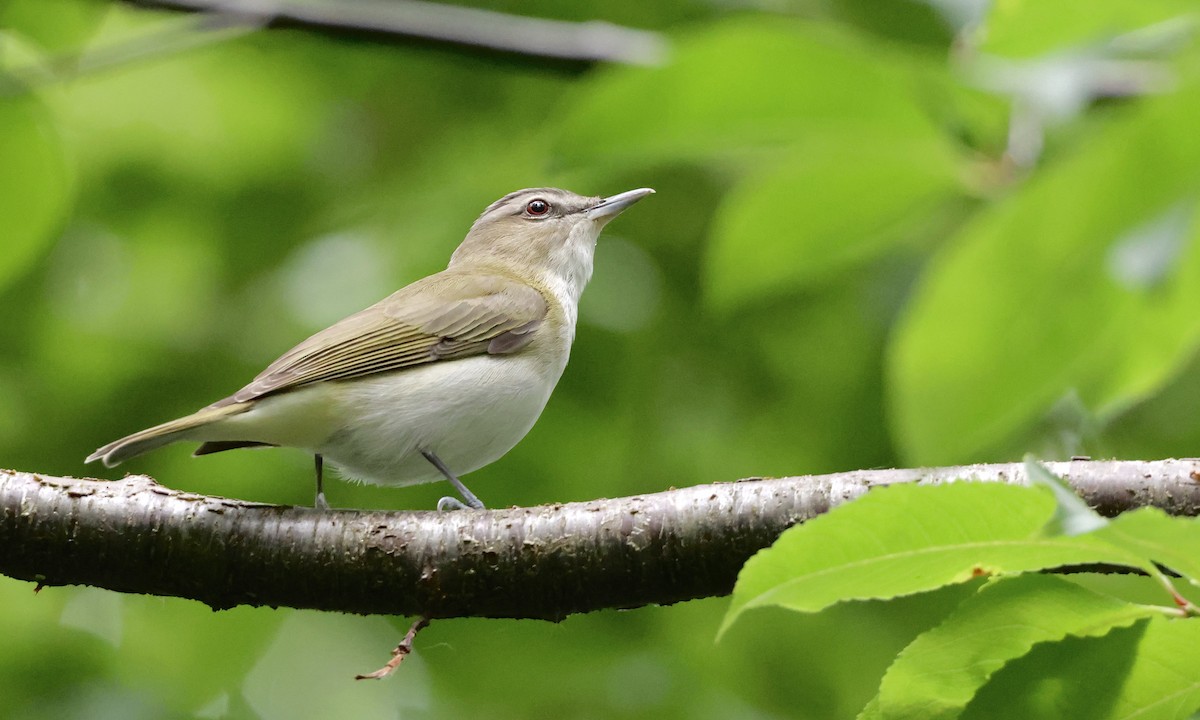 Red-eyed Vireo - ML638298736