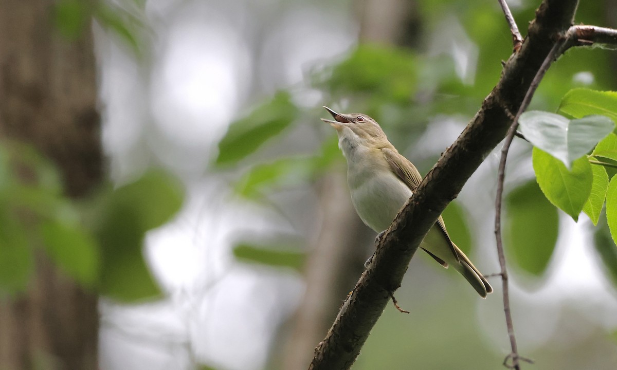 Red-eyed Vireo - ML638298737