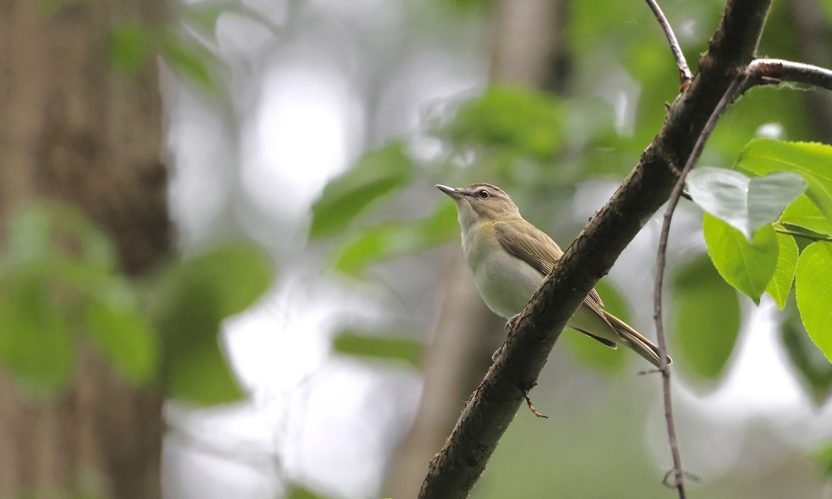 Red-eyed Vireo - ML638298738