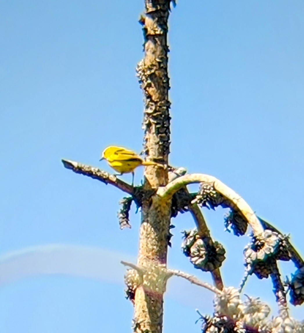 Yellow Warbler - ML638298739