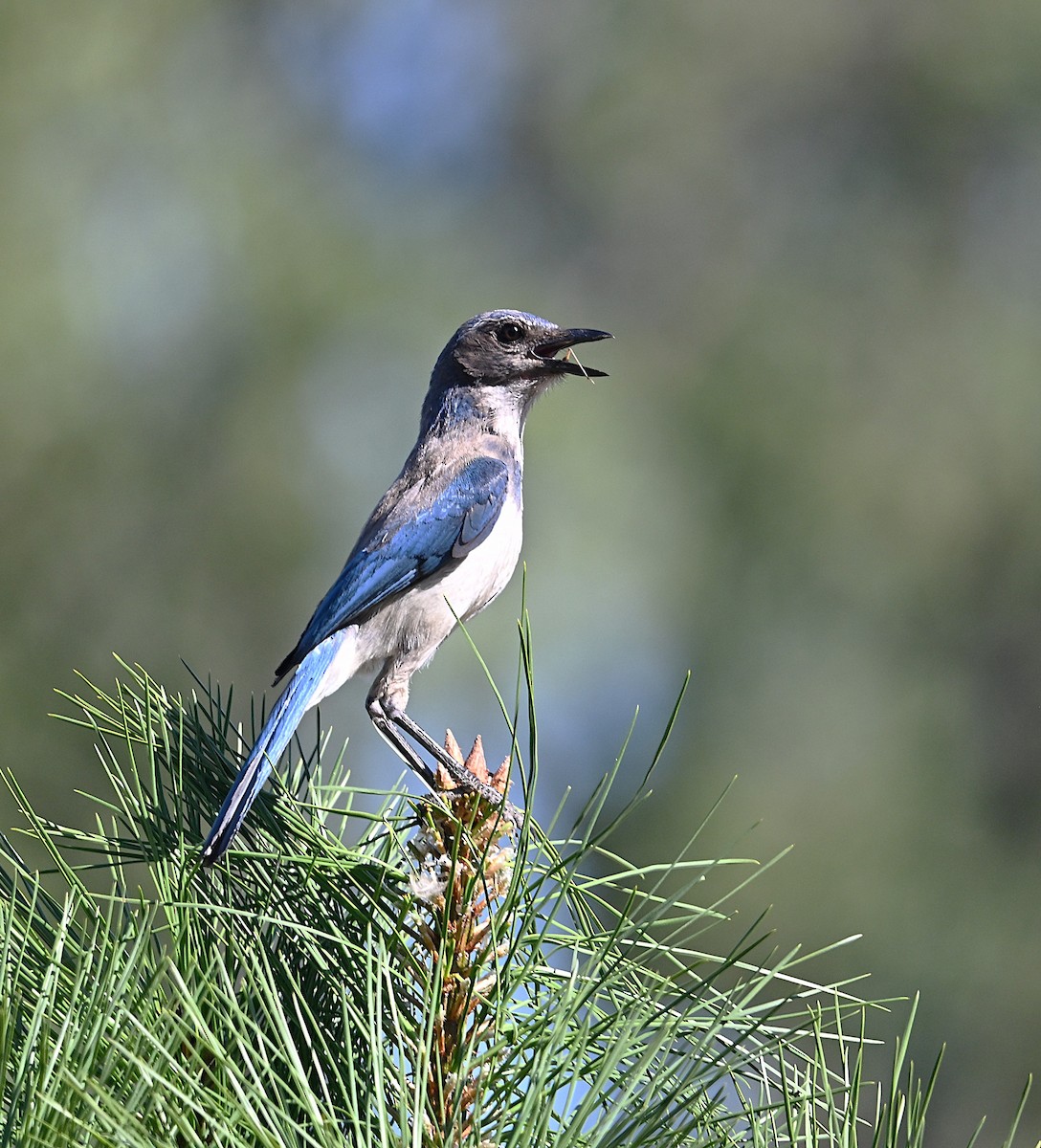 California Scrub-Jay - ML638298745