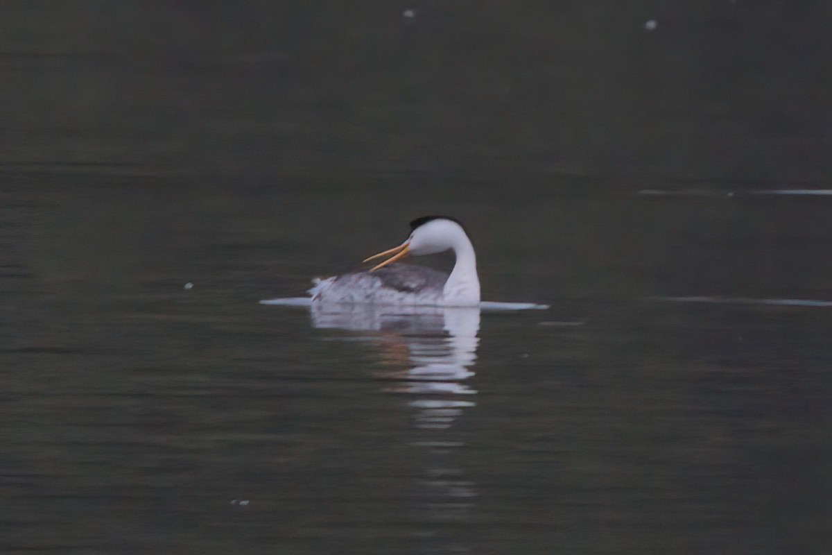 Clark's Grebe - ML638298756